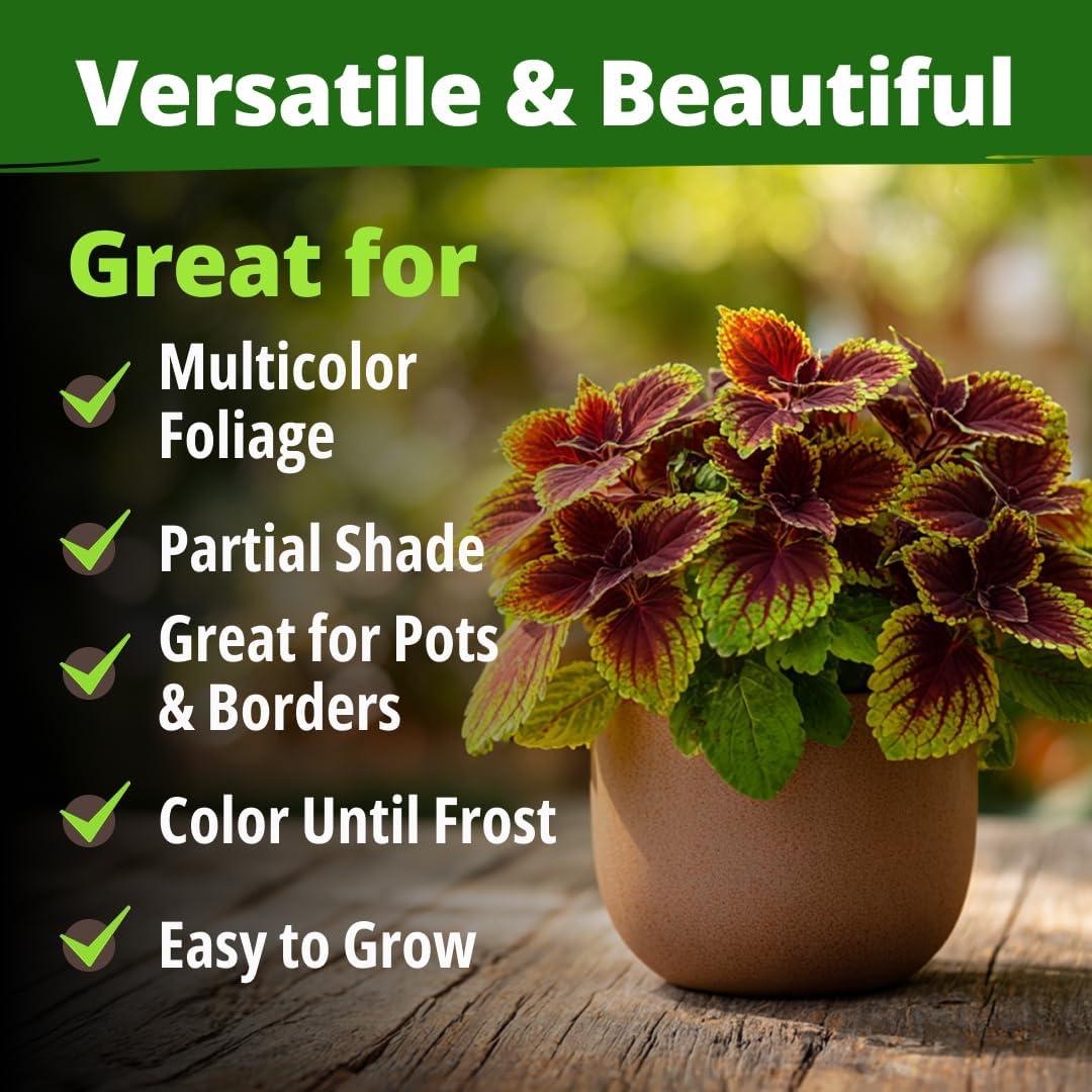 image:imageHOME GROWN Coleus Rainbow Seeds for Planting Spring 2026 1500 Count 004 oz Plectranthus scutellarioides House Plant Seed AnnualPerennial Multicolor Foliage Indoor amp Shade Garden Flower Seeds