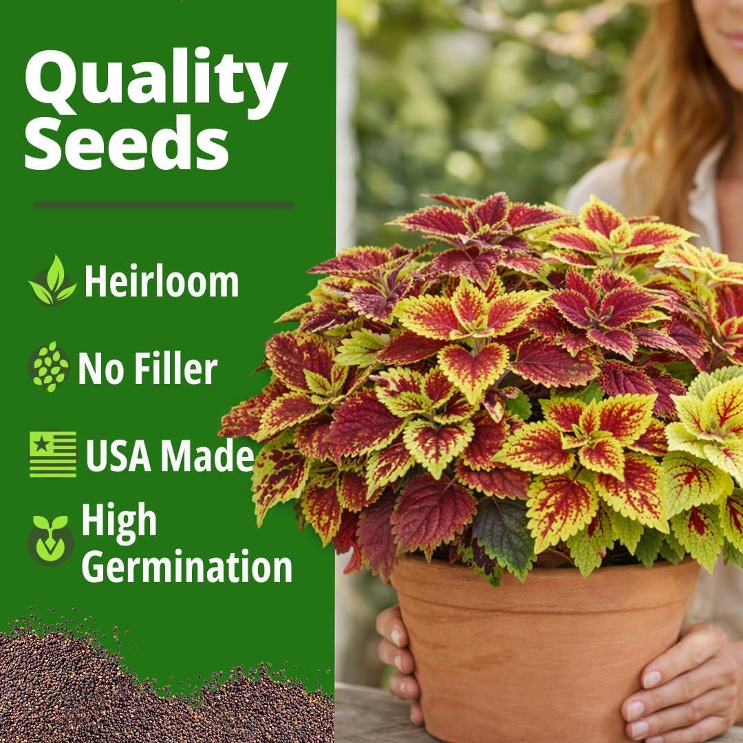 image:imageHOME GROWN Coleus Rainbow Seeds for Planting Spring 2026 1500 Count 004 oz Plectranthus scutellarioides House Plant Seed AnnualPerennial Multicolor Foliage Indoor amp Shade Garden Flower Seeds