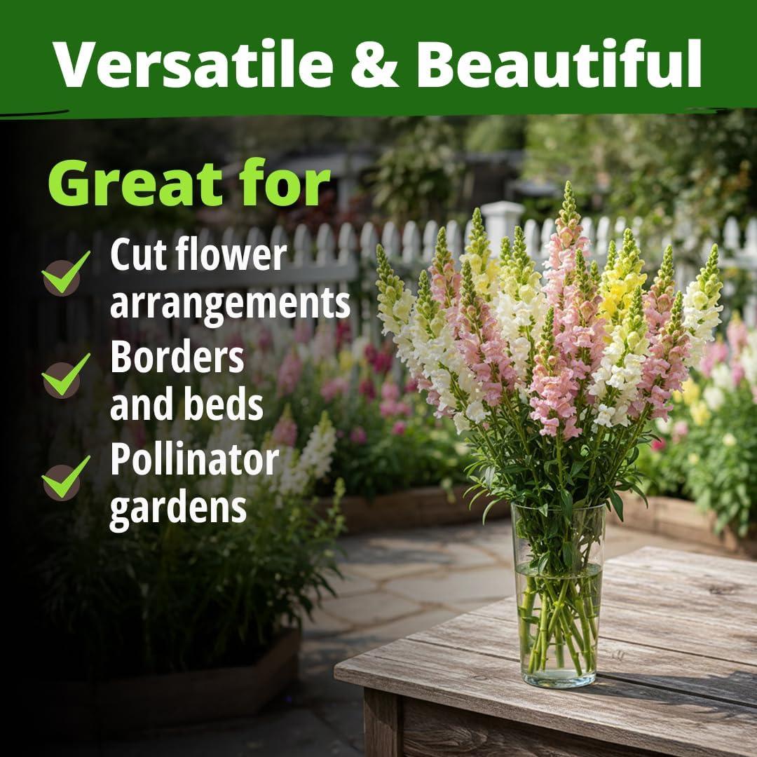 image:imageHOME GROWN Snapdragon Northern Lights Seeds 10000 Flower Seeds for Planting 2026 Spring Pastel Garden Blooms of Snap Dragon Pollinator Friendly Outdoor Cut Flowers Antirrhinum majus