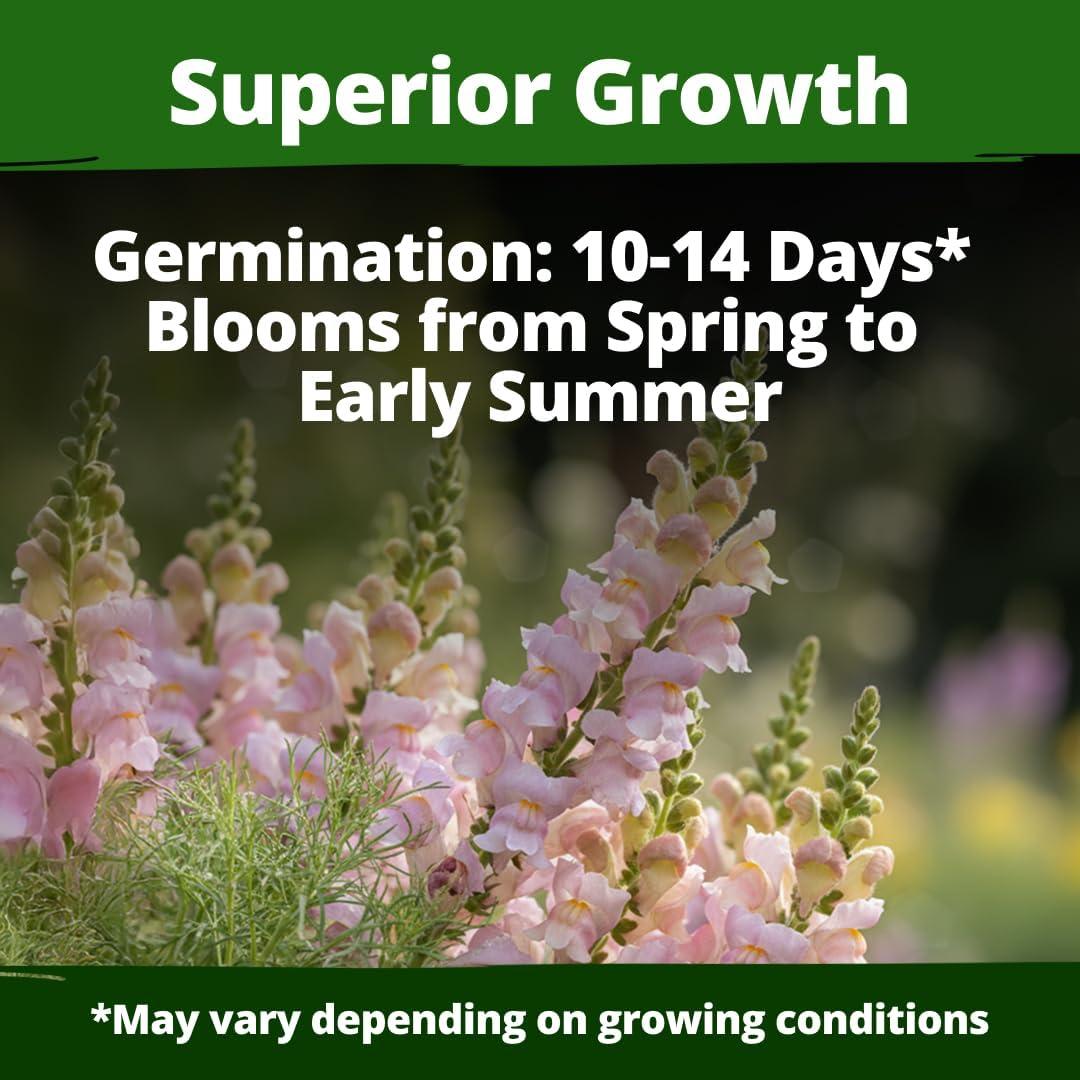 image:imageHOME GROWN Snapdragon Northern Lights Seeds 10000 Flower Seeds for Planting 2026 Spring Pastel Garden Blooms of Snap Dragon Pollinator Friendly Outdoor Cut Flowers Antirrhinum majus