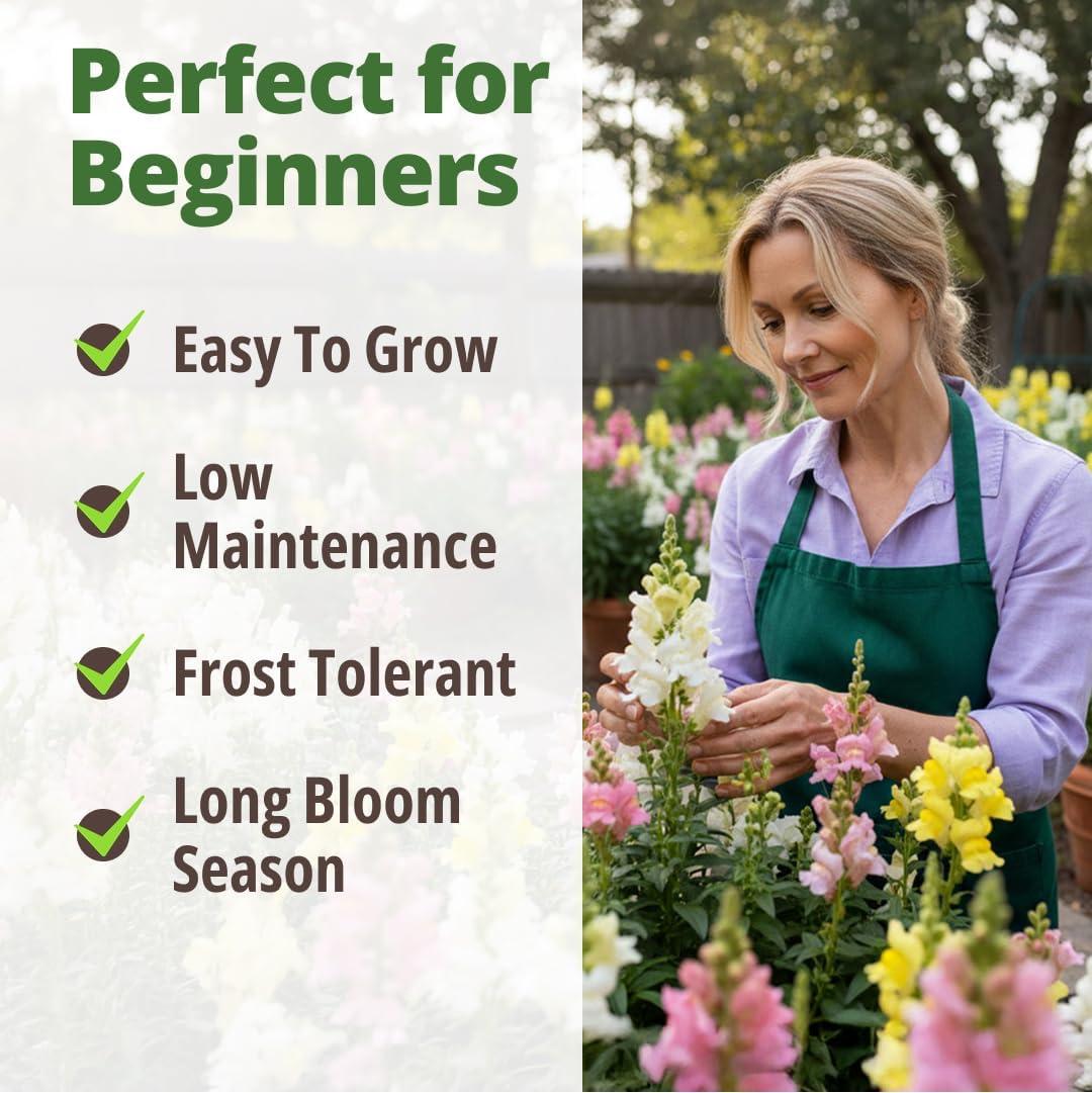 image:imageHOME GROWN Snapdragon Northern Lights Seeds 10000 Flower Seeds for Planting 2026 Spring Pastel Garden Blooms of Snap Dragon Pollinator Friendly Outdoor Cut Flowers Antirrhinum majus