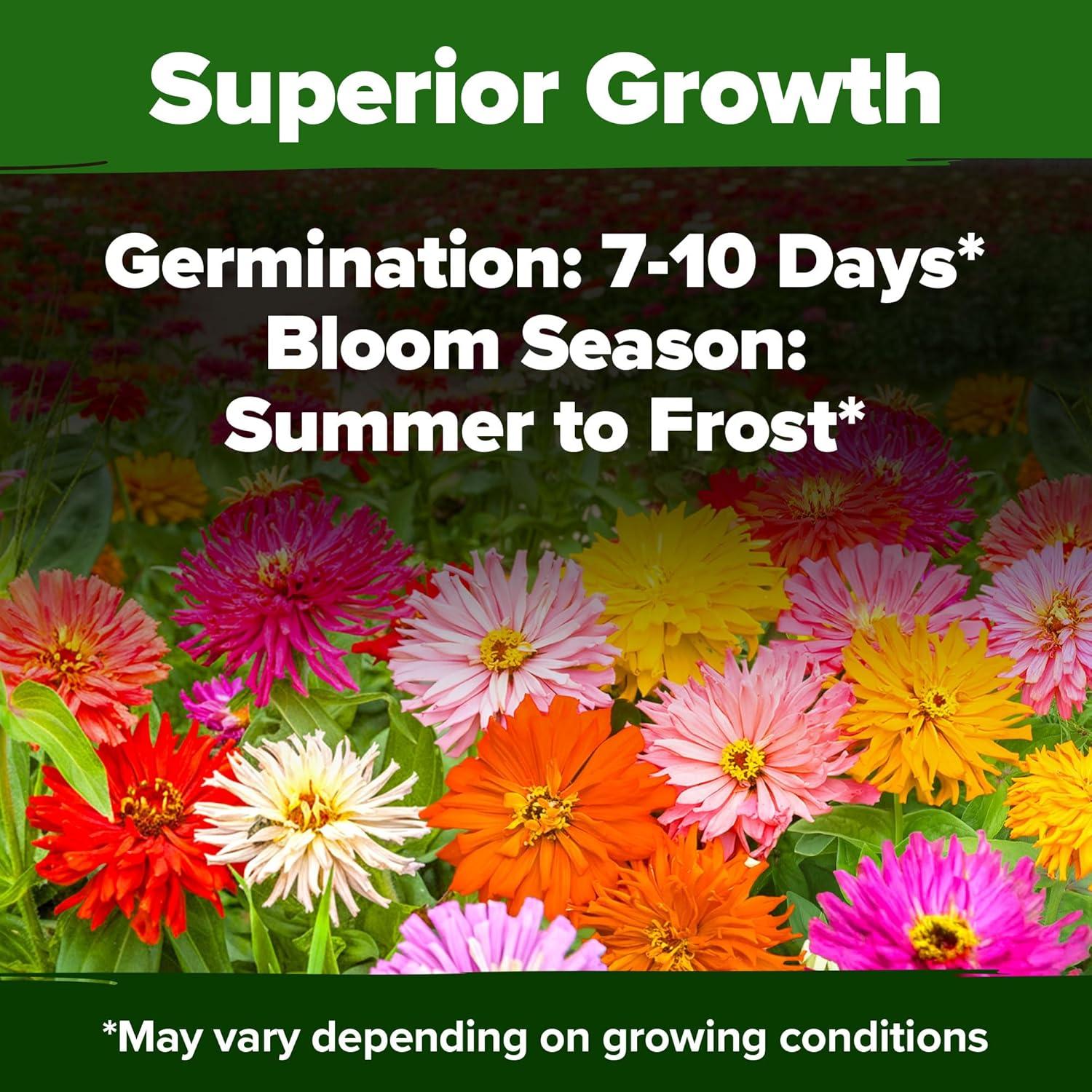 image:imageHOME GROWN Zinnia Cactus Mix Seeds 5550 Flower Seeds for Spring Planting Outdoors 2026 Large Zinnia Flower Seed Easy Grow Garden amp Cut Flowers Zinnia elegans