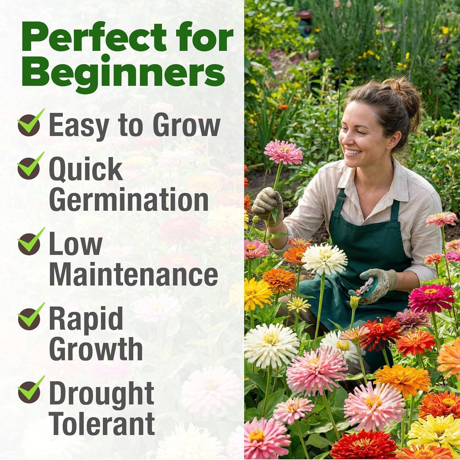 image:imageHOME GROWN Zinnia Cactus Mix Seeds 5550 Flower Seeds for Spring Planting Outdoors 2026 Large Zinnia Flower Seed Easy Grow Garden amp Cut Flowers Zinnia elegans