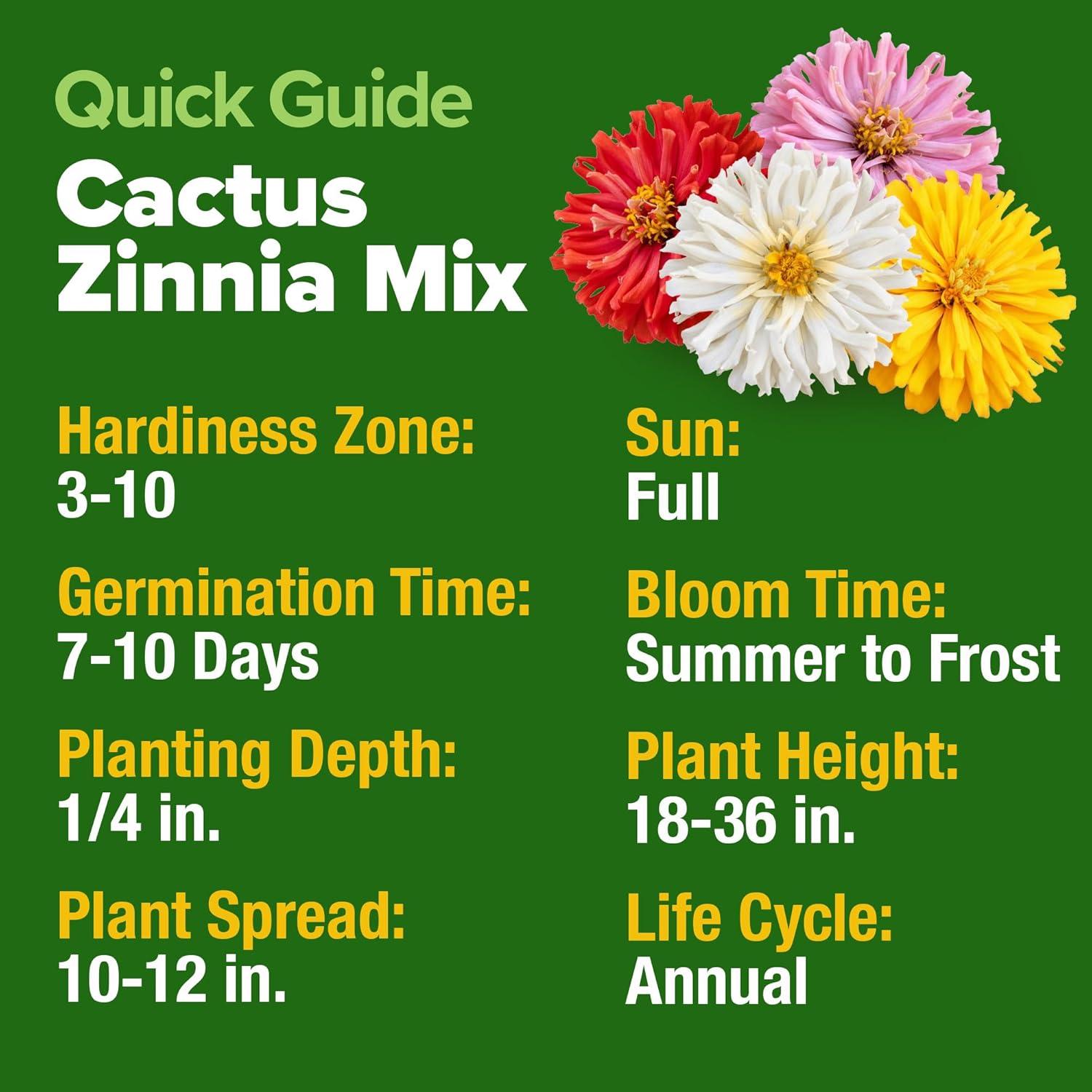 image:imageHOME GROWN Zinnia Cactus Mix Seeds 5550 Flower Seeds for Spring Planting Outdoors 2026 Large Zinnia Flower Seed Easy Grow Garden amp Cut Flowers Zinnia elegans