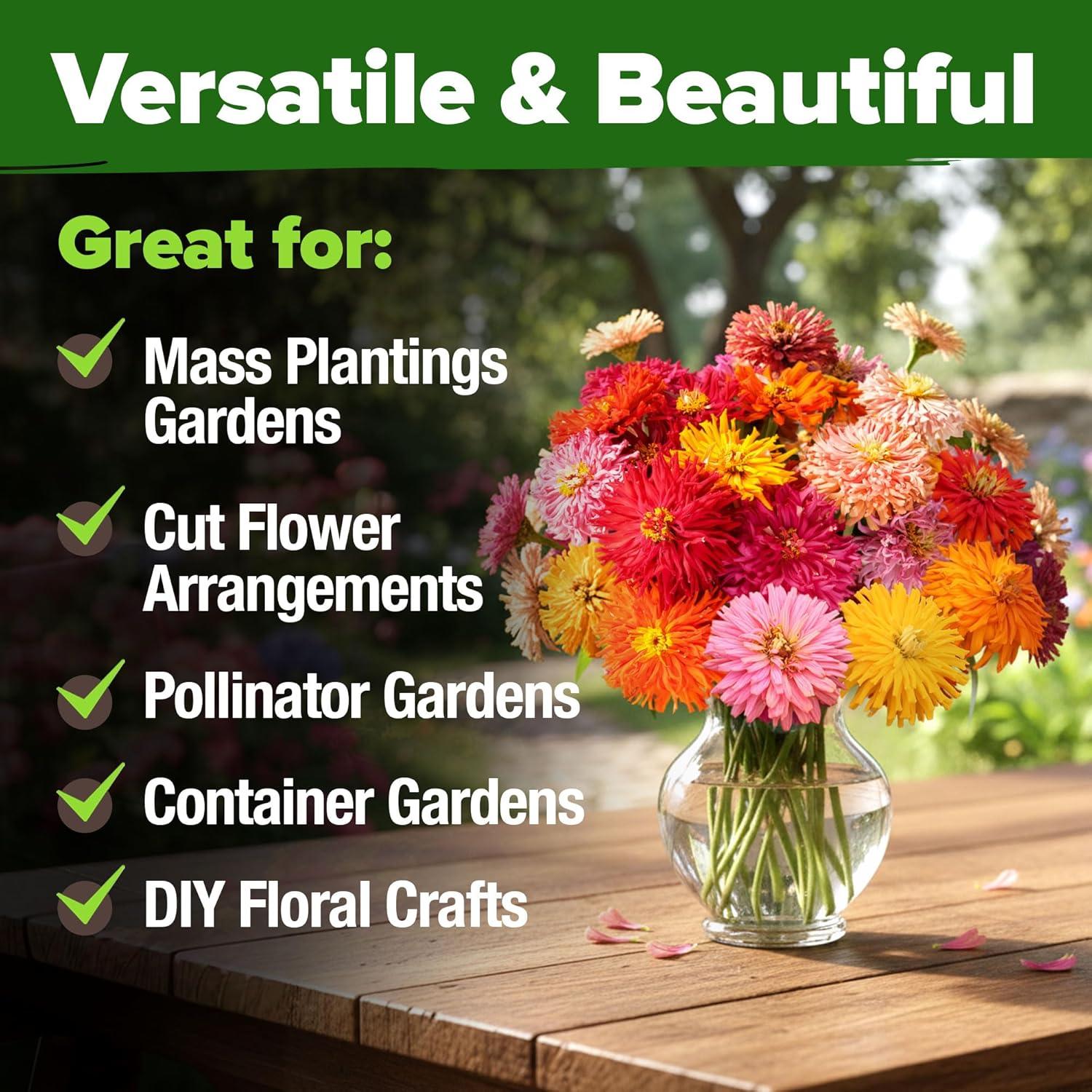 image:imageHOME GROWN Zinnia Cactus Mix Seeds 5550 Flower Seeds for Spring Planting Outdoors 2026 Large Zinnia Flower Seed Easy Grow Garden amp Cut Flowers Zinnia elegans