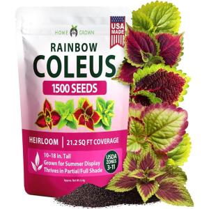 HOME GROWN Coleus Rainbow Seeds for Planting Spring 2026 – 1500 Count (0.04 oz) Plectranthus scutellarioides House Plant Seed, Annual/Perennial Multicolor Foliage Indoor & Shade Garden Flower Seeds