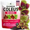 Coleus Rainbow - Medium