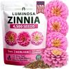 Pink Zinnia Luminosa - Large