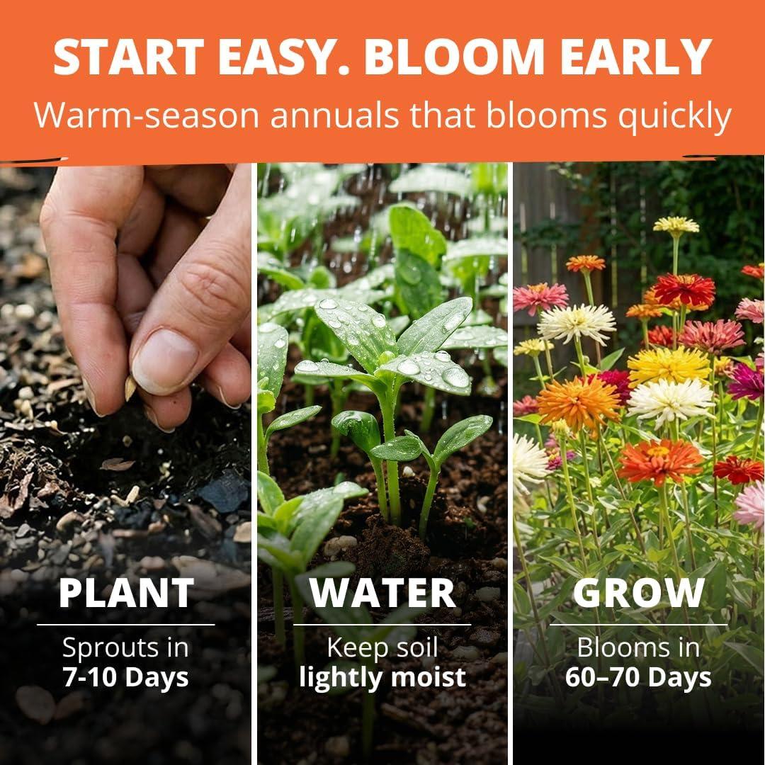 image:imageHOME GROWN Zinnia Cactus Mix Seeds 650 Flower Seeds for Spring Planting Outdoors 2026 Large Zinnia Flower Seed Easy Grow Garden amp Cut Flowers Zinnia elegans