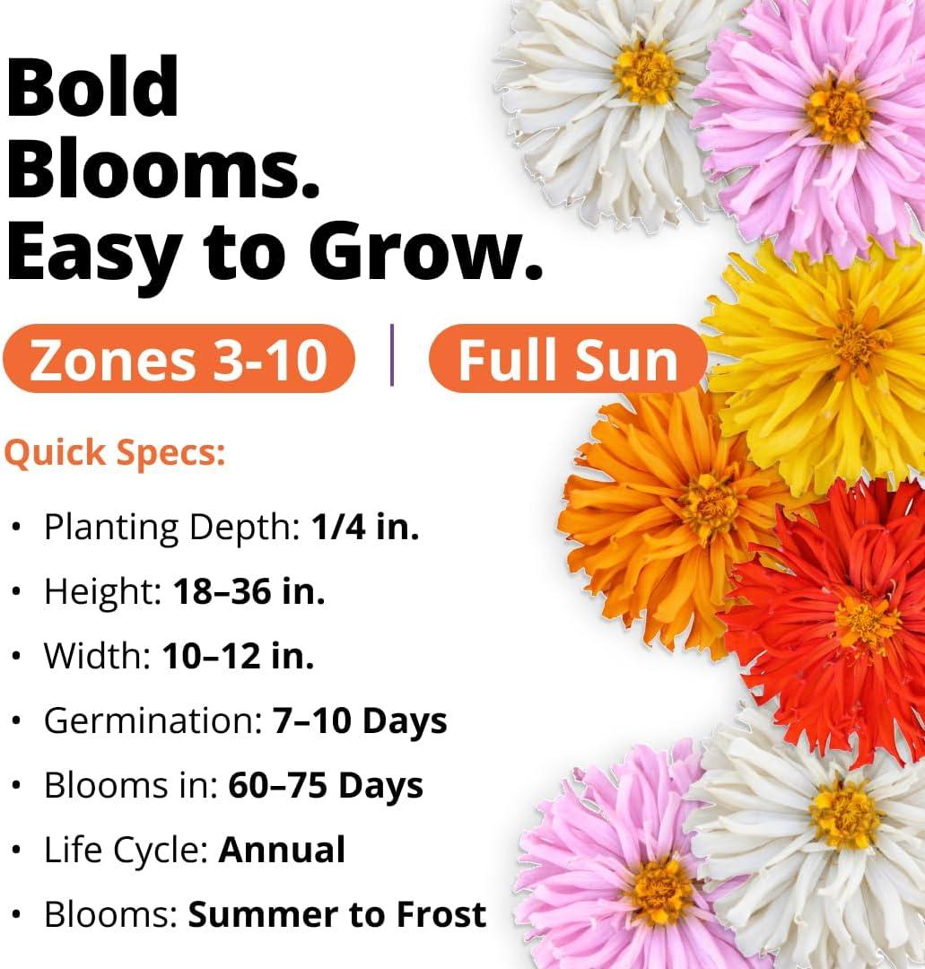 image:imageHOME GROWN Zinnia Cactus Mix Seeds 650 Flower Seeds for Spring Planting Outdoors 2026 Large Zinnia Flower Seed Easy Grow Garden amp Cut Flowers Zinnia elegans
