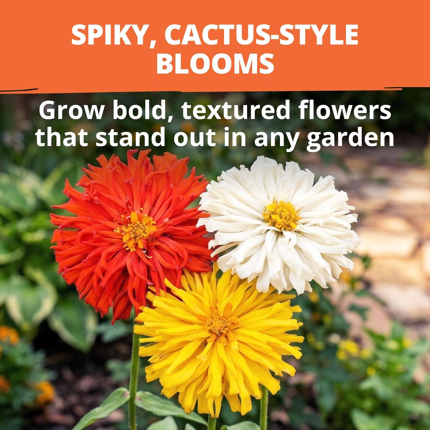 image:imageHOME GROWN Zinnia Cactus Mix Seeds 650 Flower Seeds for Spring Planting Outdoors 2026 Large Zinnia Flower Seed Easy Grow Garden amp Cut Flowers Zinnia elegans
