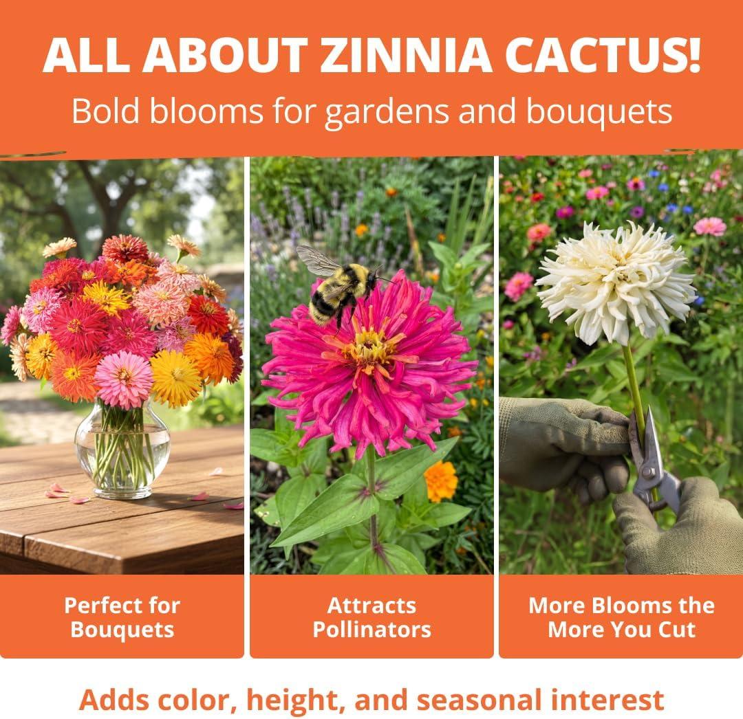 image:imageHOME GROWN Zinnia Cactus Mix Seeds 650 Flower Seeds for Spring Planting Outdoors 2026 Large Zinnia Flower Seed Easy Grow Garden amp Cut Flowers Zinnia elegans