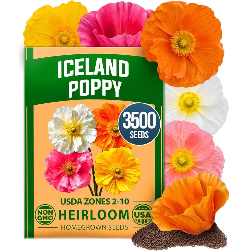 image:imageHOME GROWN Iceland Poppy Seeds 060g 2026 Spring for Planting 3500 Flower Seeds Iceland Poppy Seeds Papaver nudicaule Poppy Seeds for Planting Outdoors Perennial Flower Seeds Garden