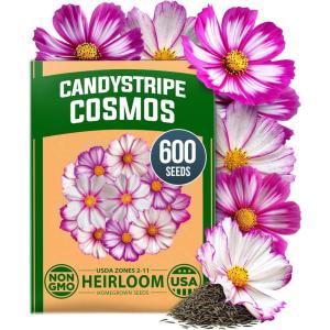 HOME GROWN Cosmos Candystripe Flower Seeds 600 Count 4g, Cosmos Seeds for 2026 Garden, Pink White Wildflower Seeds Bulk, Quality Tested for High Germination, Heirloom Non-GMO Cut Flowers